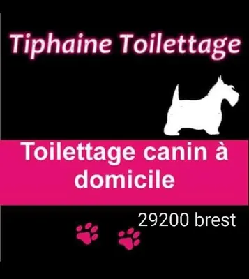 Tiphaine toilettage