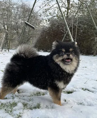 Pluto Joli