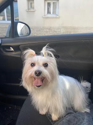 Atelier du Chien