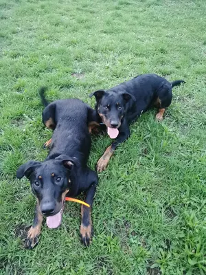 The Walking Dogs Center