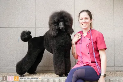 BARBER DOG