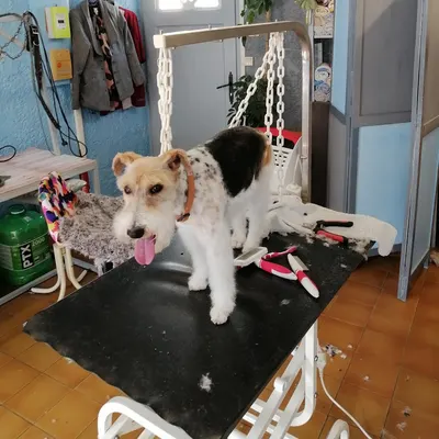 Côté Chien