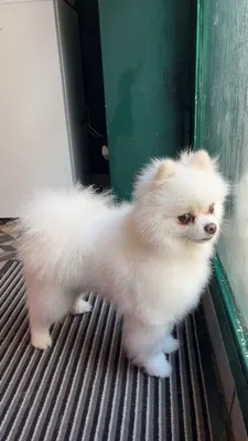 Happy Doggy | Salon de toilettage