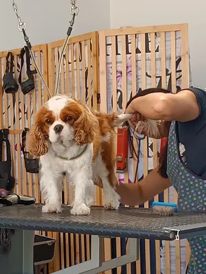 L' Atelier du Chien (LADC)