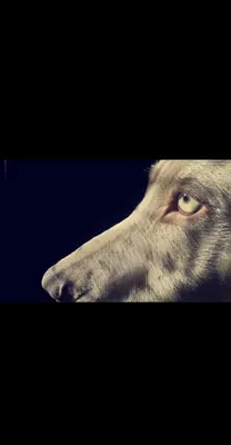 DOG MODEL