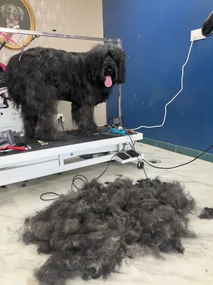 Toilettage Jin Roset Best Friends Palace