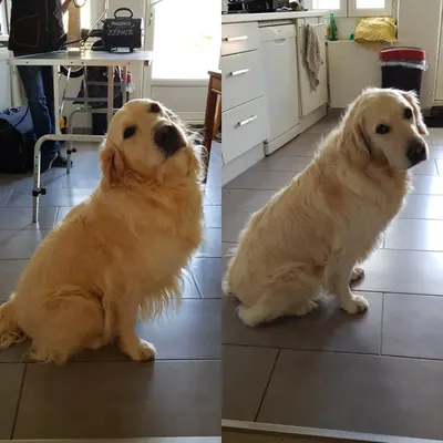 Appy Dog toilettage canin à domicile