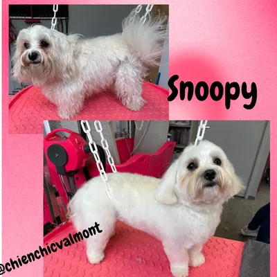 Chien Chic Valmont 76