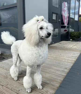 Au Styl Canin
