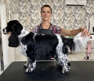 Aristochien L'