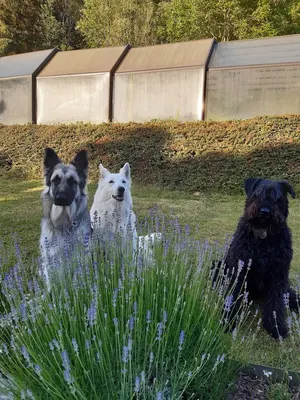 Esthéti'chien