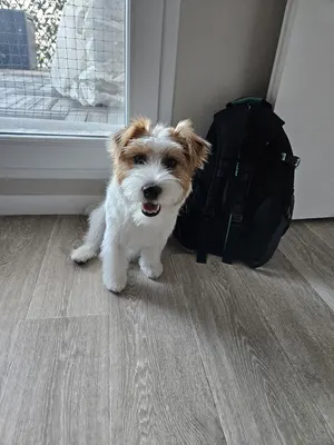 Terre Canine