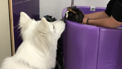 Only-Toilettage