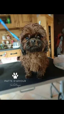 Patte d'Amour Toilettage