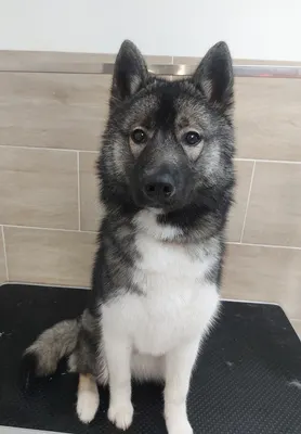 Beauté Canine