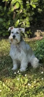 Star Dog