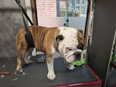 L'Atelier du Chien et du Chat