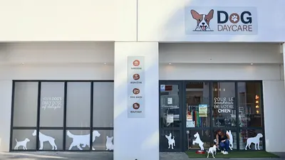 DOG DAYCARE