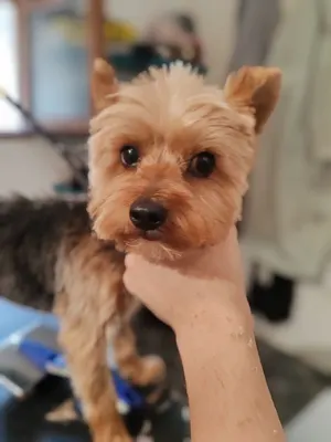 Au Poil toilettage 🐶🐱🐹🐰 fuveau trets et à domicile