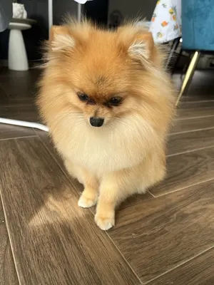 A'mour de Chien