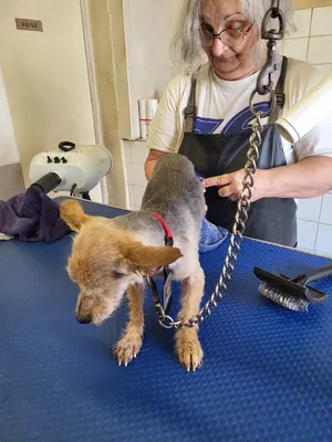 Au cabot'in toiletteur canin et félin