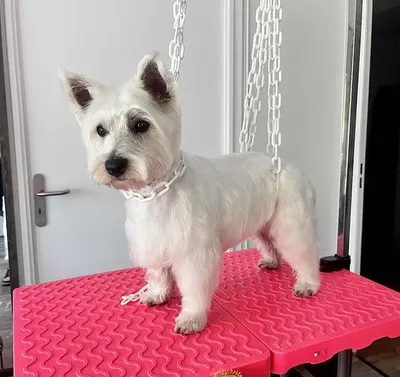 Model Canin | Toilettage à domicile