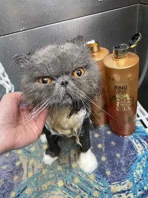 Bella Spa & Toilettage