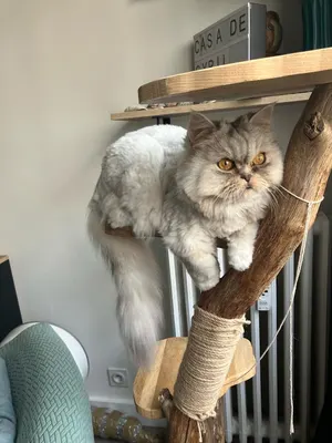 Calie Toilettage