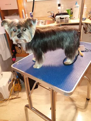 Toilettage Luxury Dog itinérant