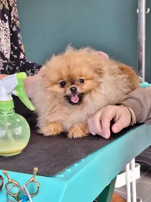 OH MY DOG