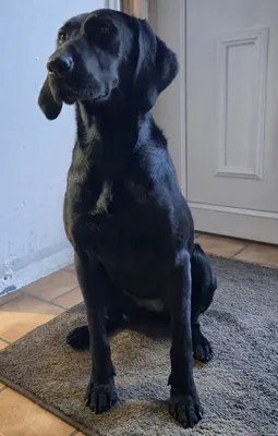 Les Aristos'Chiens