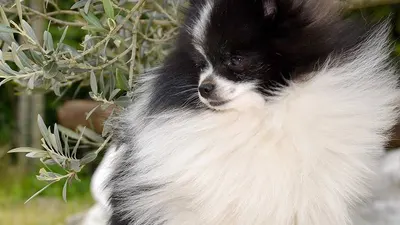 Au Bonheur des Chiens