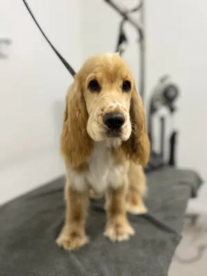 Crazy Dog