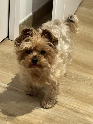 Titi Coiff Canin