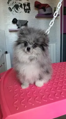 M't Chiens Et Chats