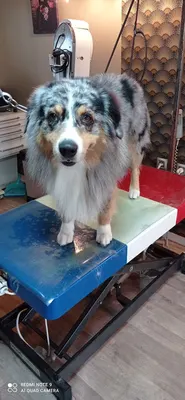 salon de toilletage canin cleb art