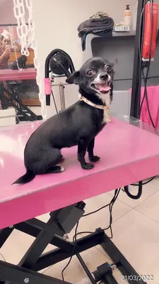 Salon de toilettage Roxy
