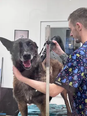 Just Dog