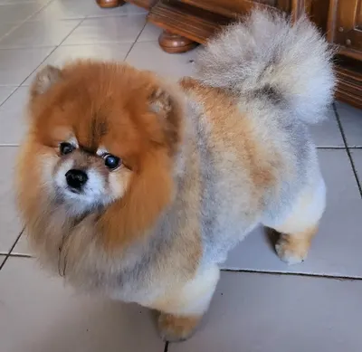 La Gri´ff Du Chien