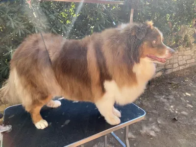 Les pattes heureuse 🐶- Toilettage Canin à domicile
