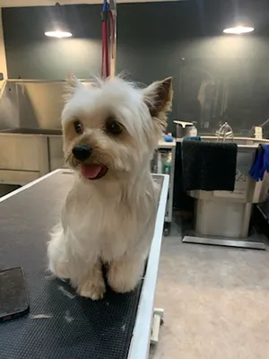 Splash'Dog