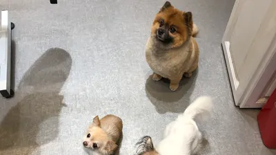 Dog Chic