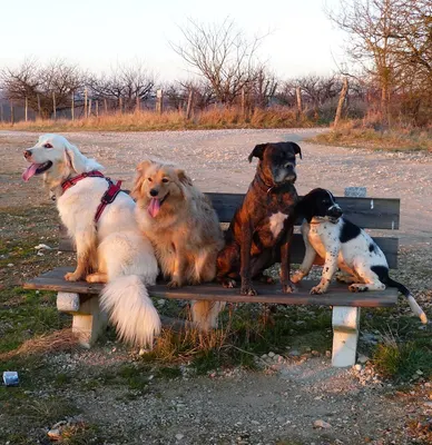 Au bien être des chiens
