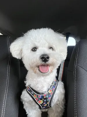 Beauté Canine