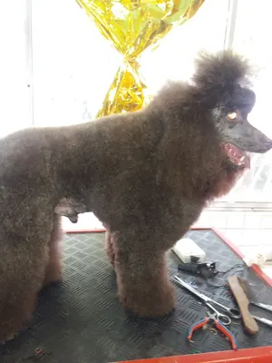 Au Bonheur des Chiens
