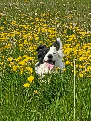 Douceur Canine