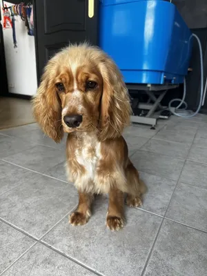 Pet’s Beauty