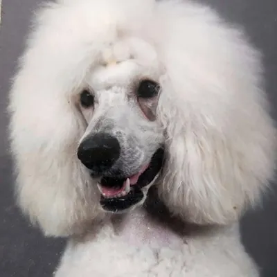 Esthéti'Chien