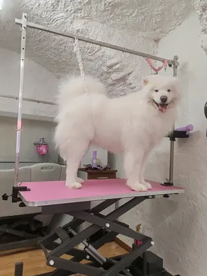 Choupinette toilettage