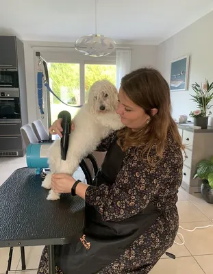 Panache et Moustache - Toilettage à domicile chien chat